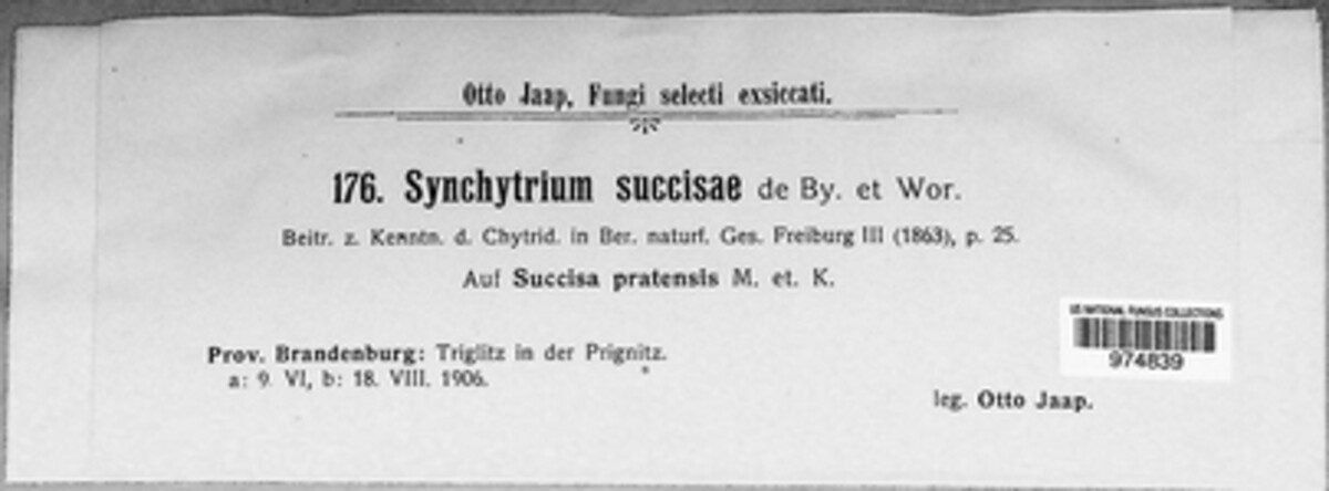 Synchytrium succisae image